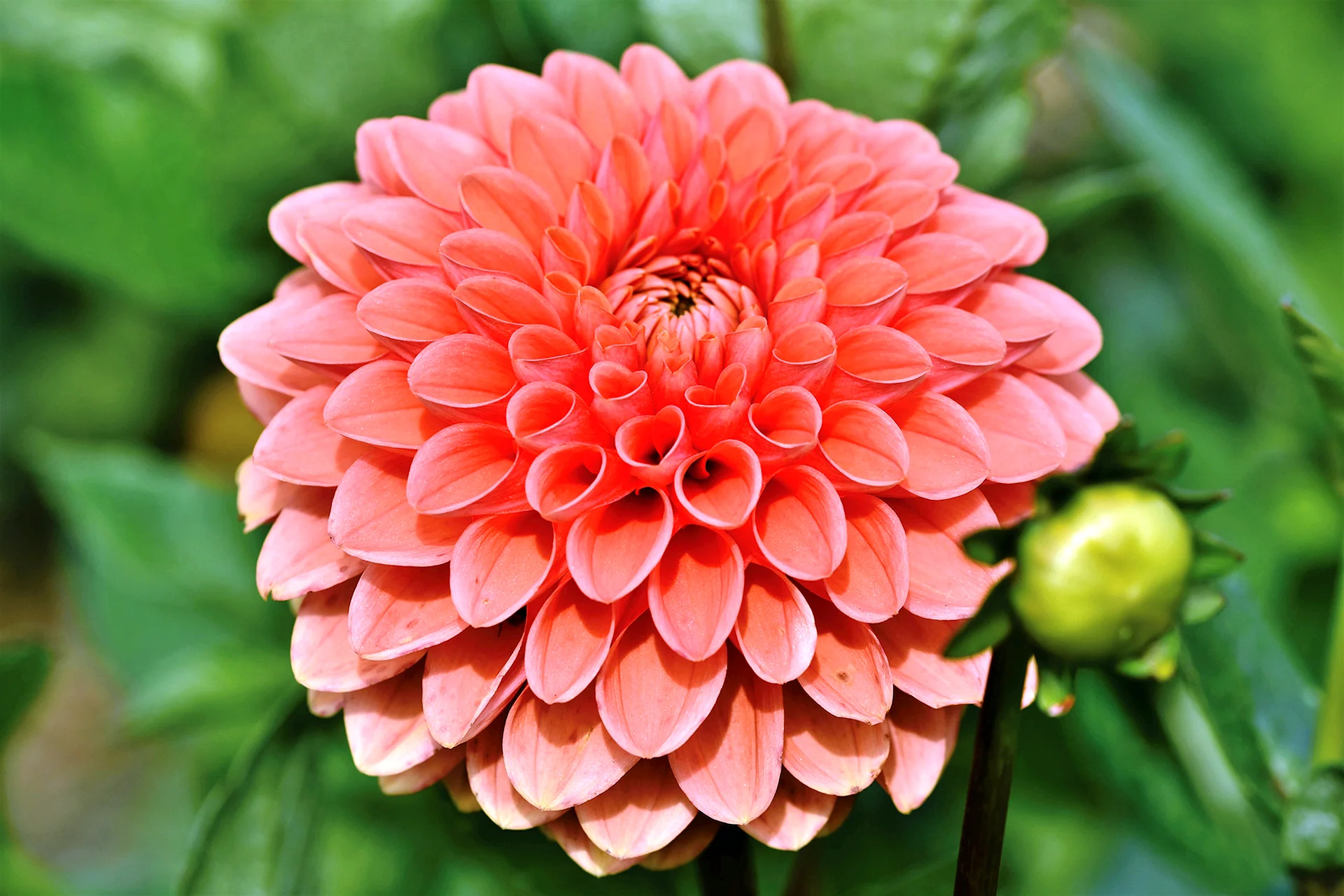 Pink Dahlia Wallpaper