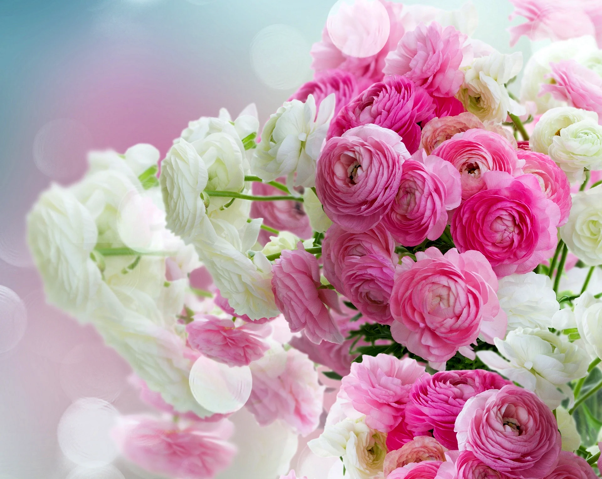 Pink Flower Wallpaper