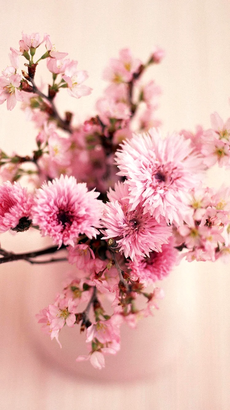 Pink Flower Wallpaper For iPhone