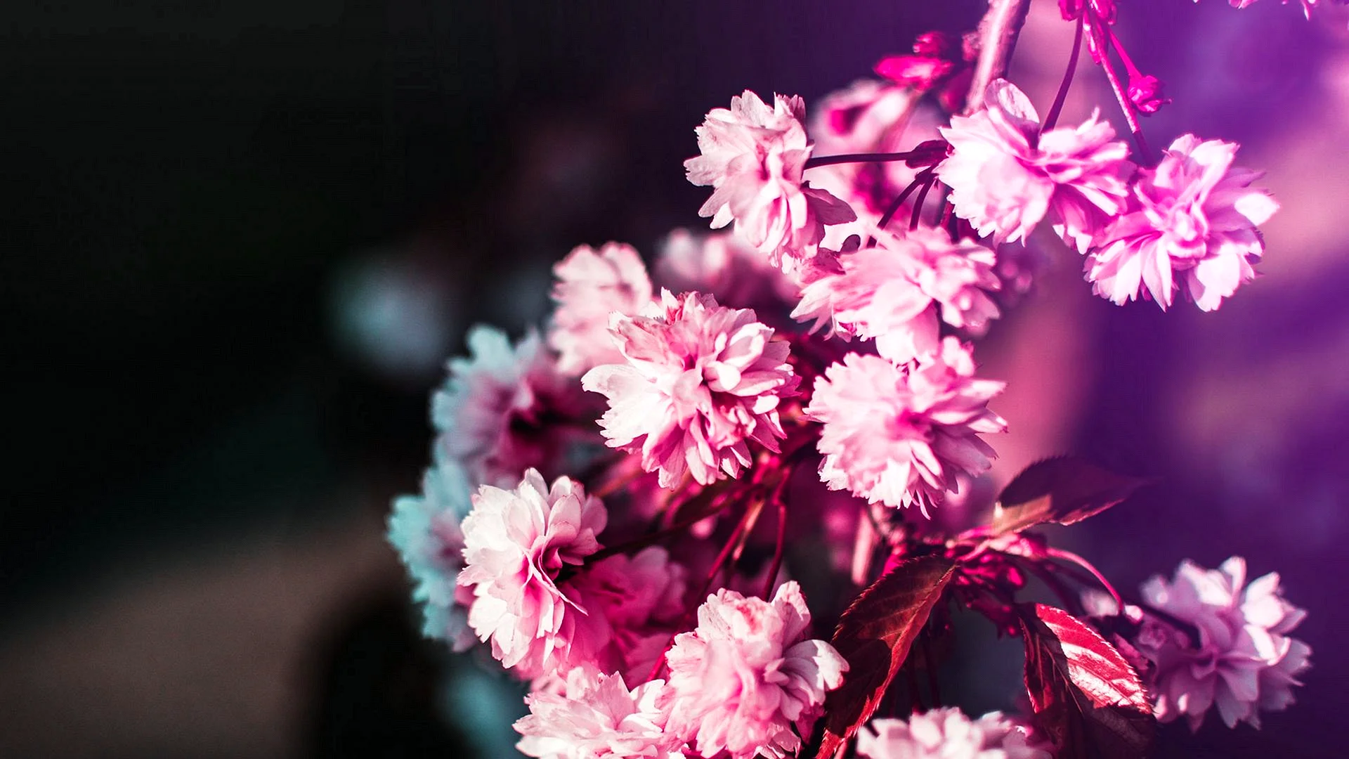 Pink Flower Wallpaper