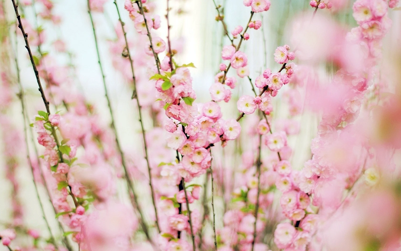 Pink Flower Wallpaper