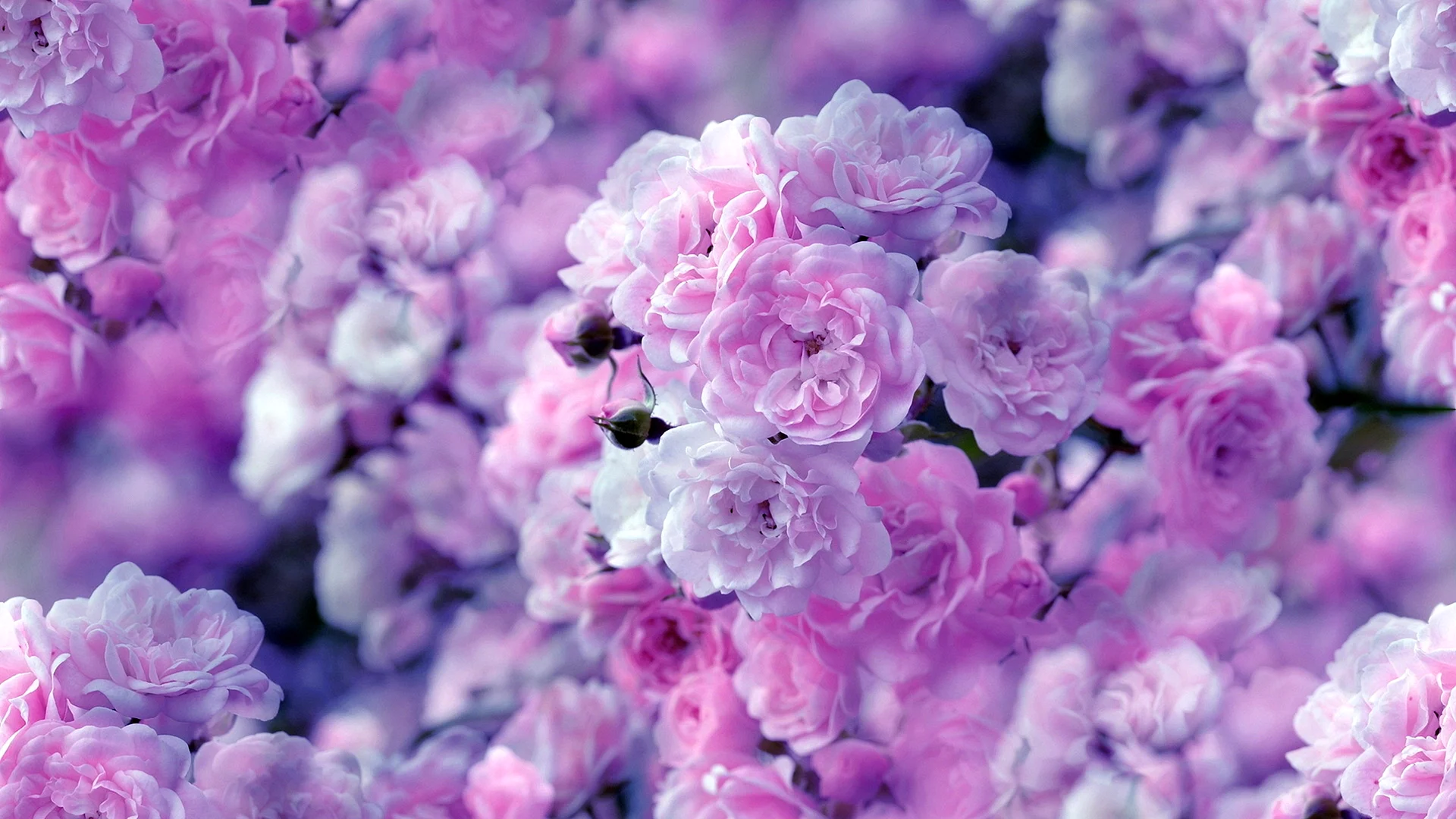 Pink Flower Wallpaper