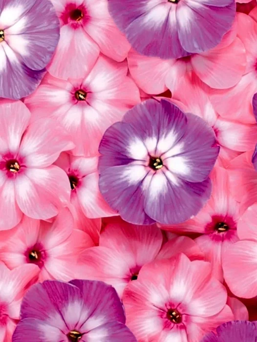 Pink Flower Lace Wallpaper