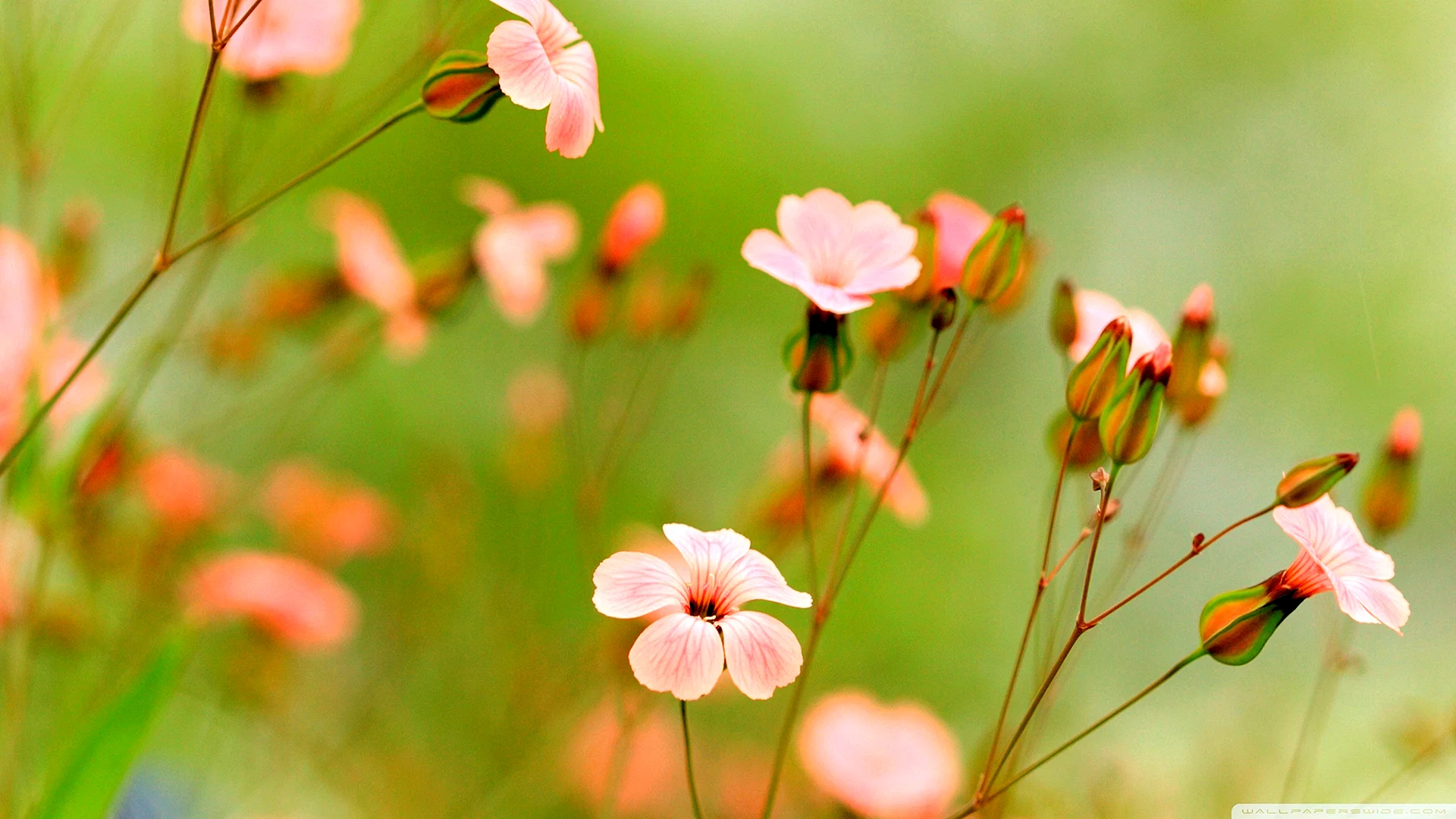 Pink Flower Summer Wallpaper