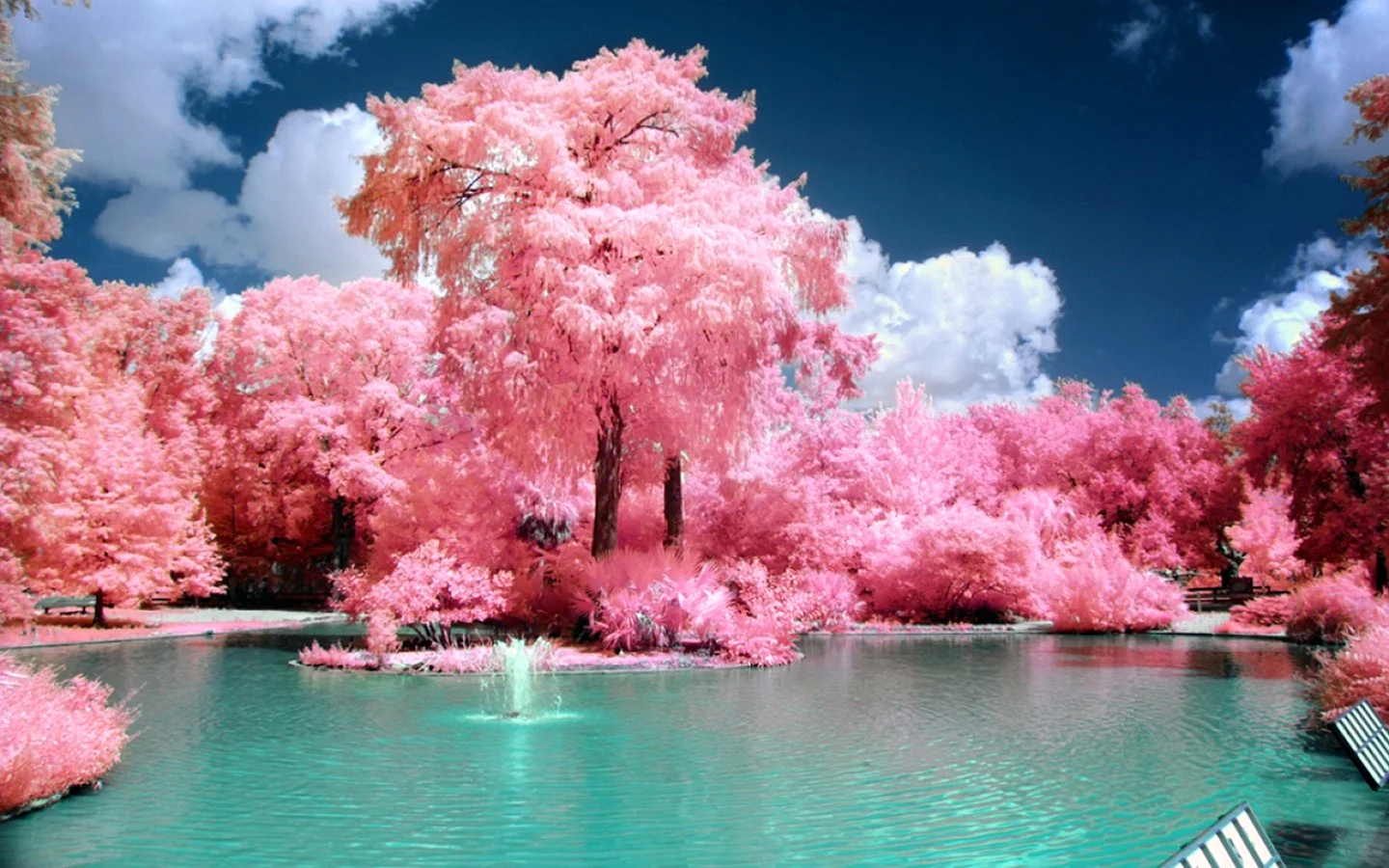 Pink nature