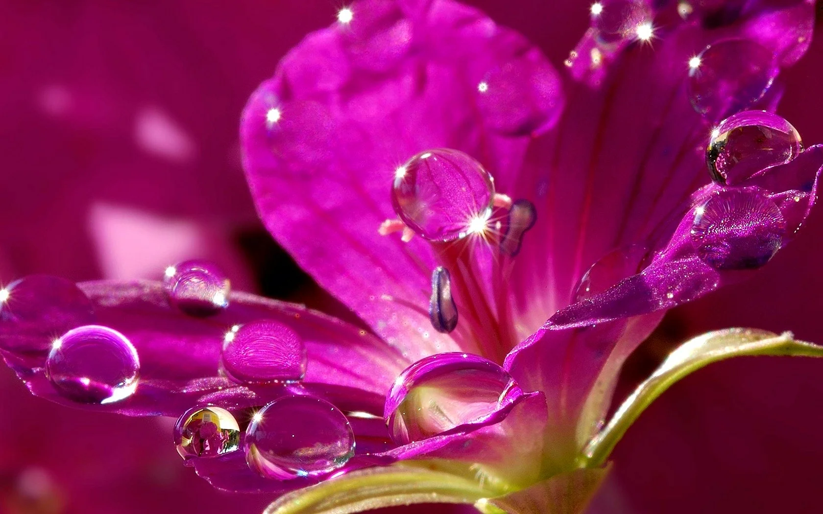 Pink Purple Flower Wallpaper