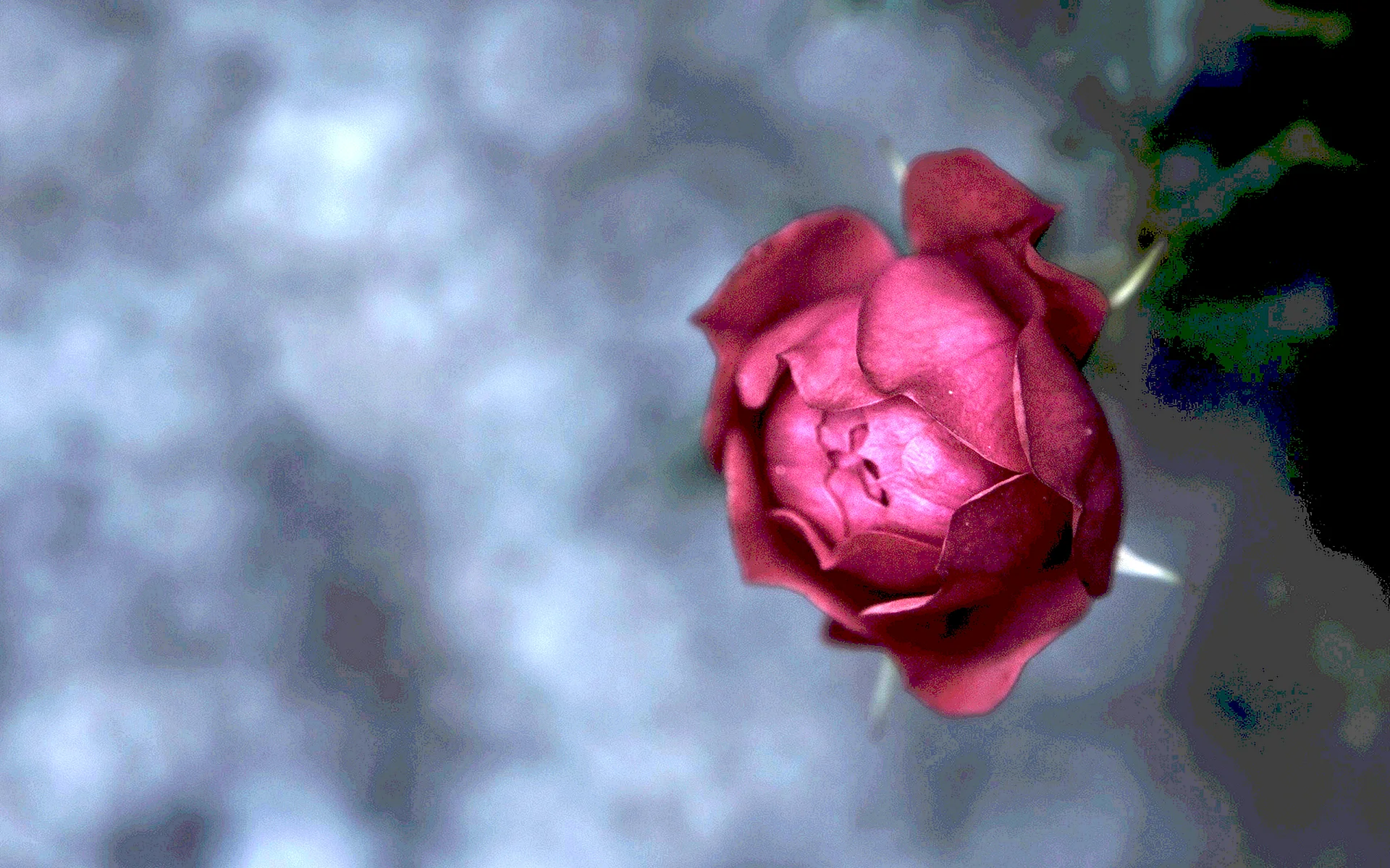 Pink Red Flower on Black Wallpaper