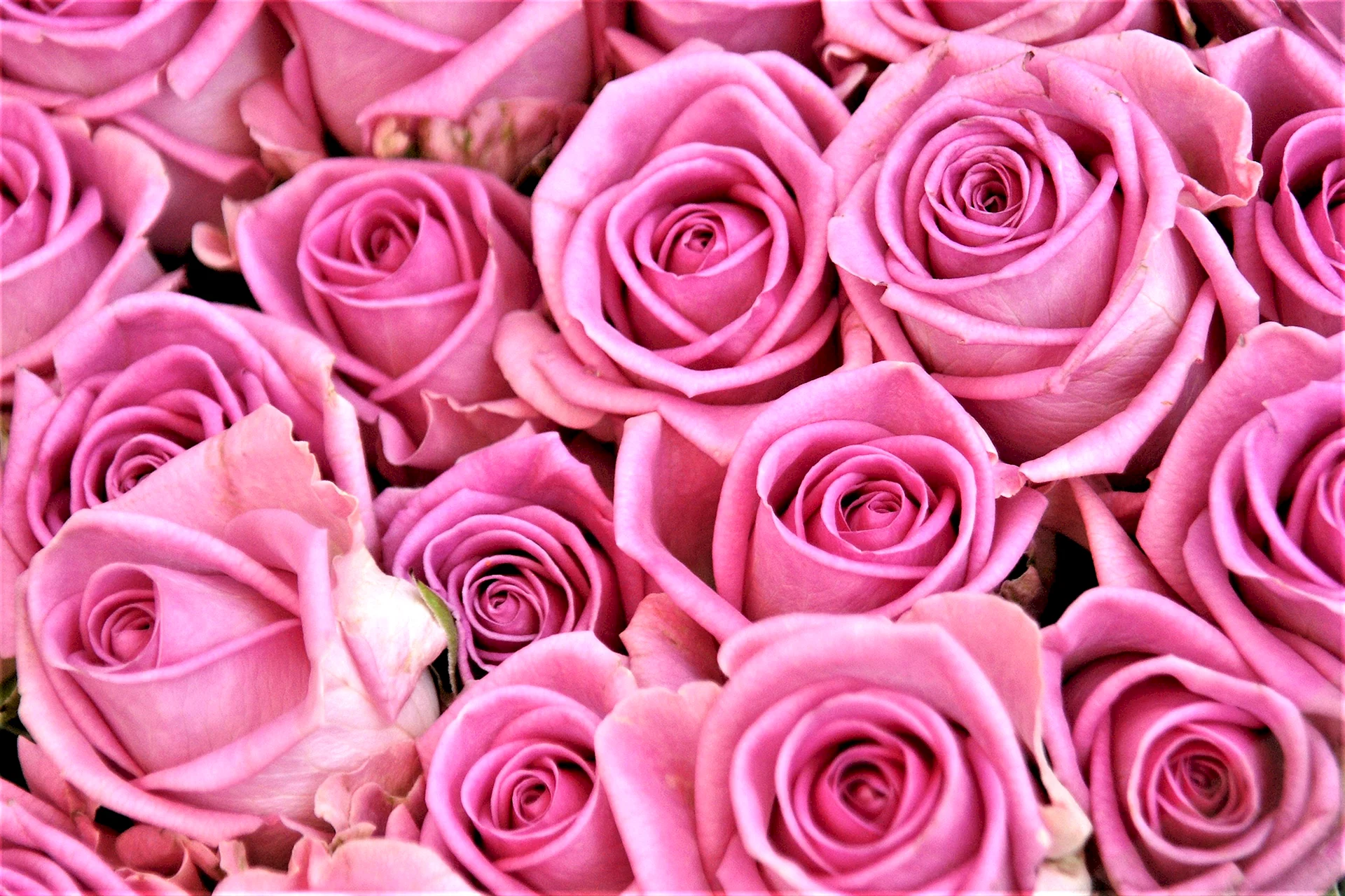 Pink Rose Wallpaper