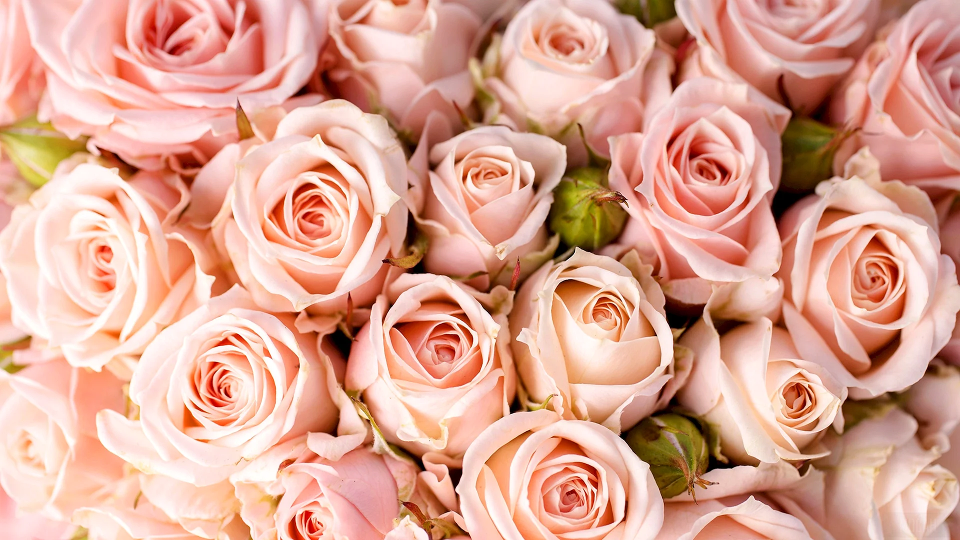 Pink Rose Bouquet Wallpaper