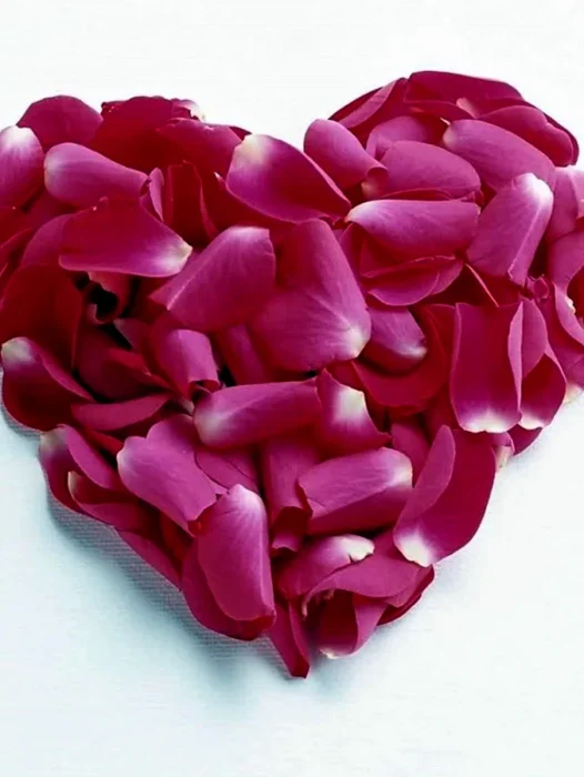 Pink Rose Heart Wallpaper