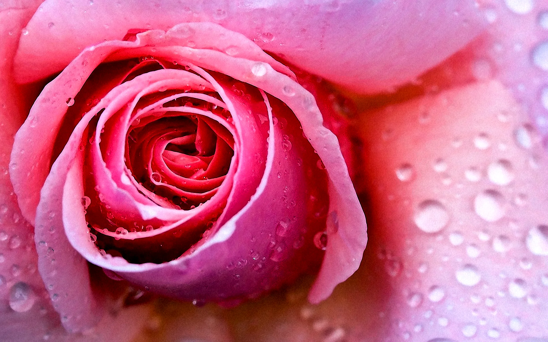 Pink Wet Rose Wallpaper
