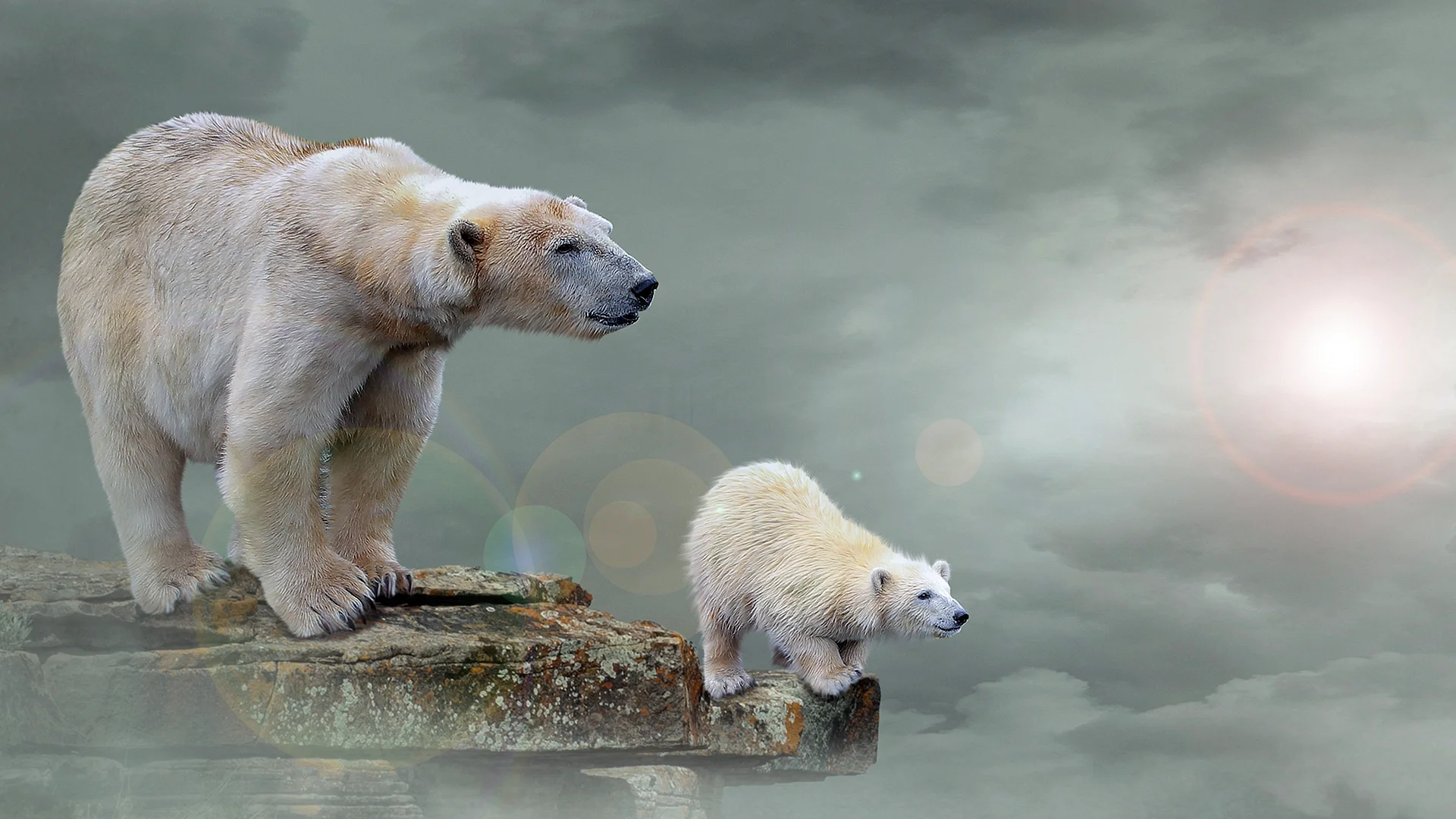 Polar Bear 4K Wallpaper