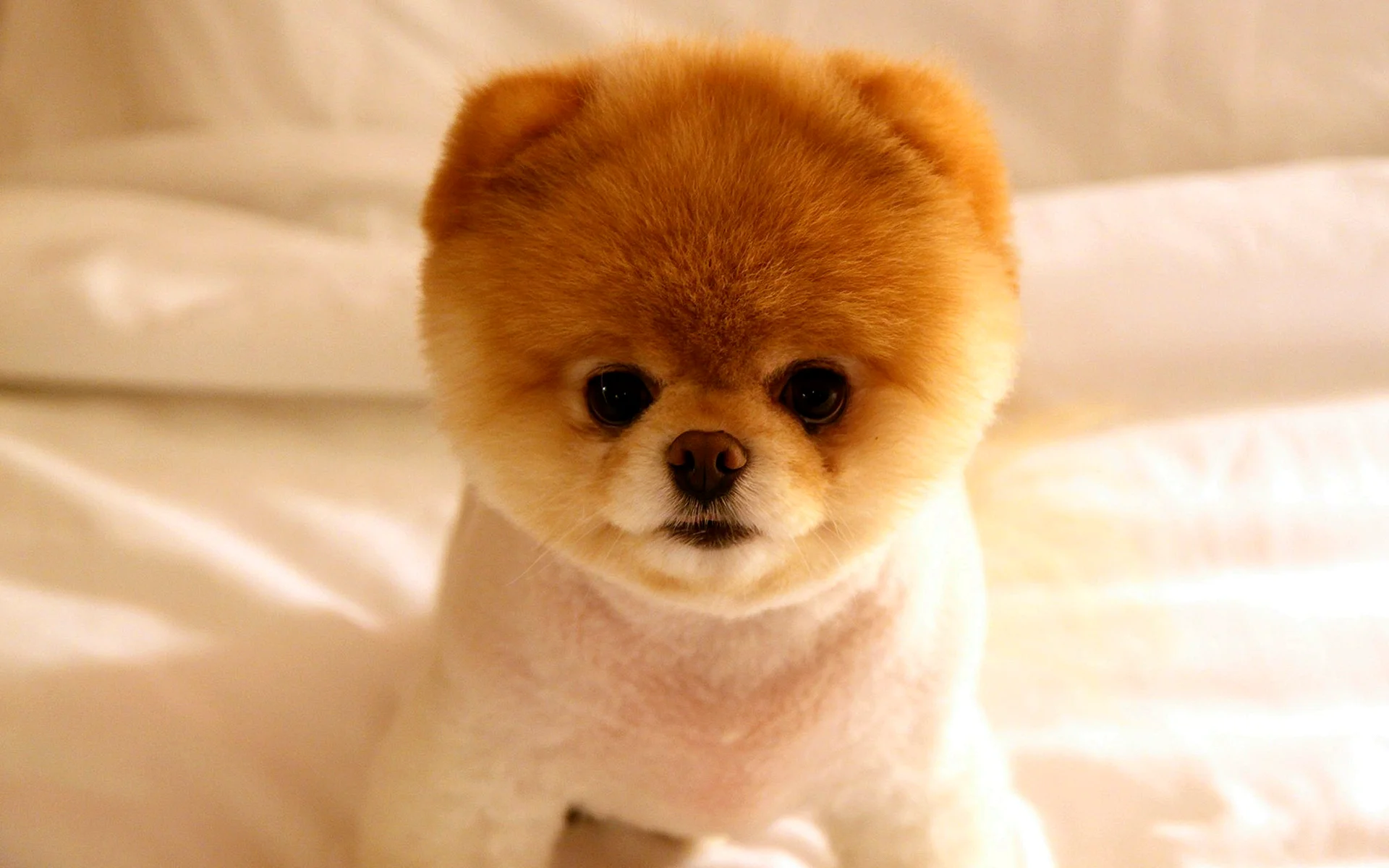 Pomeranian Boo Wallpaper