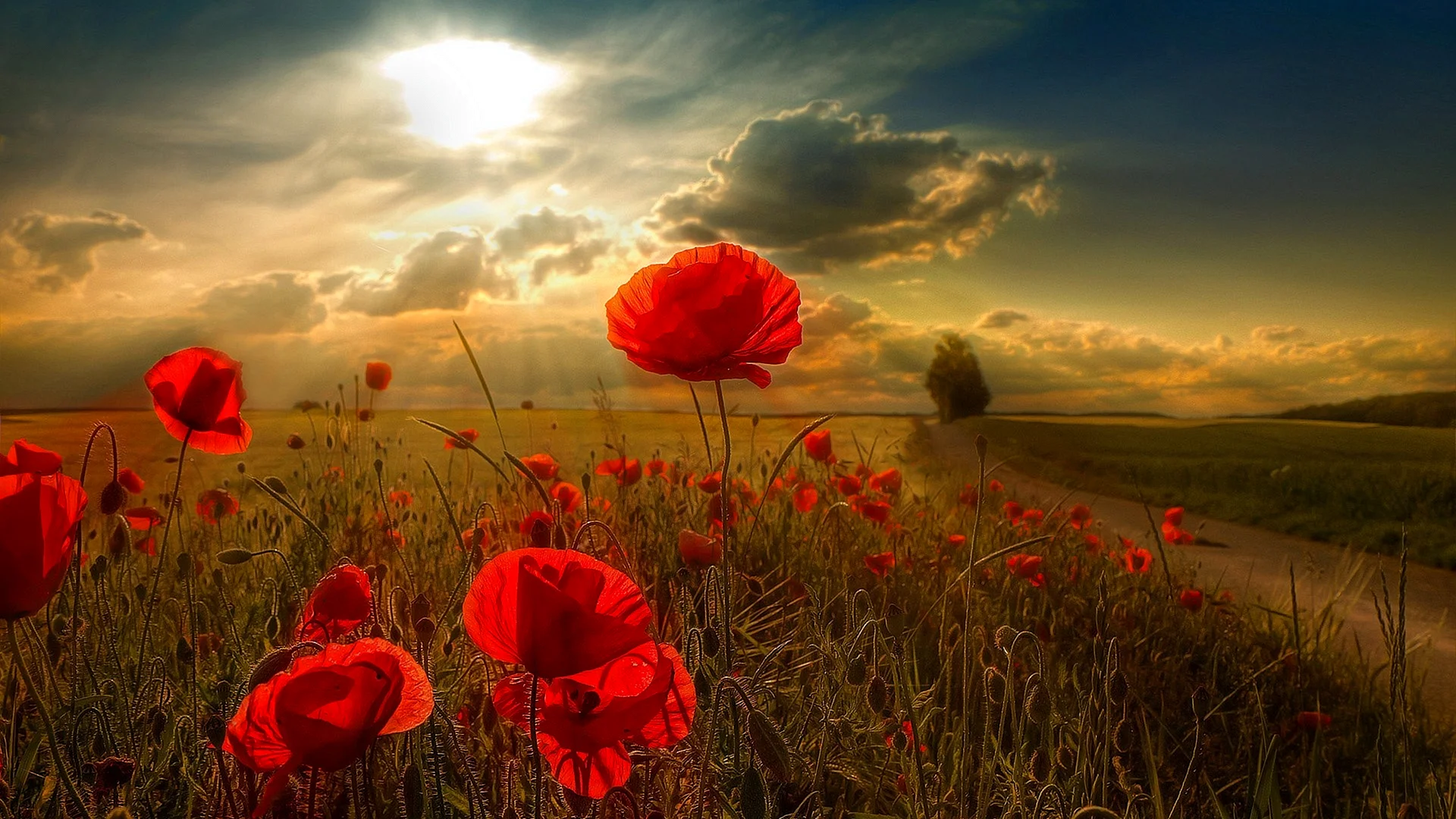 Poppy Flower Wallpaper