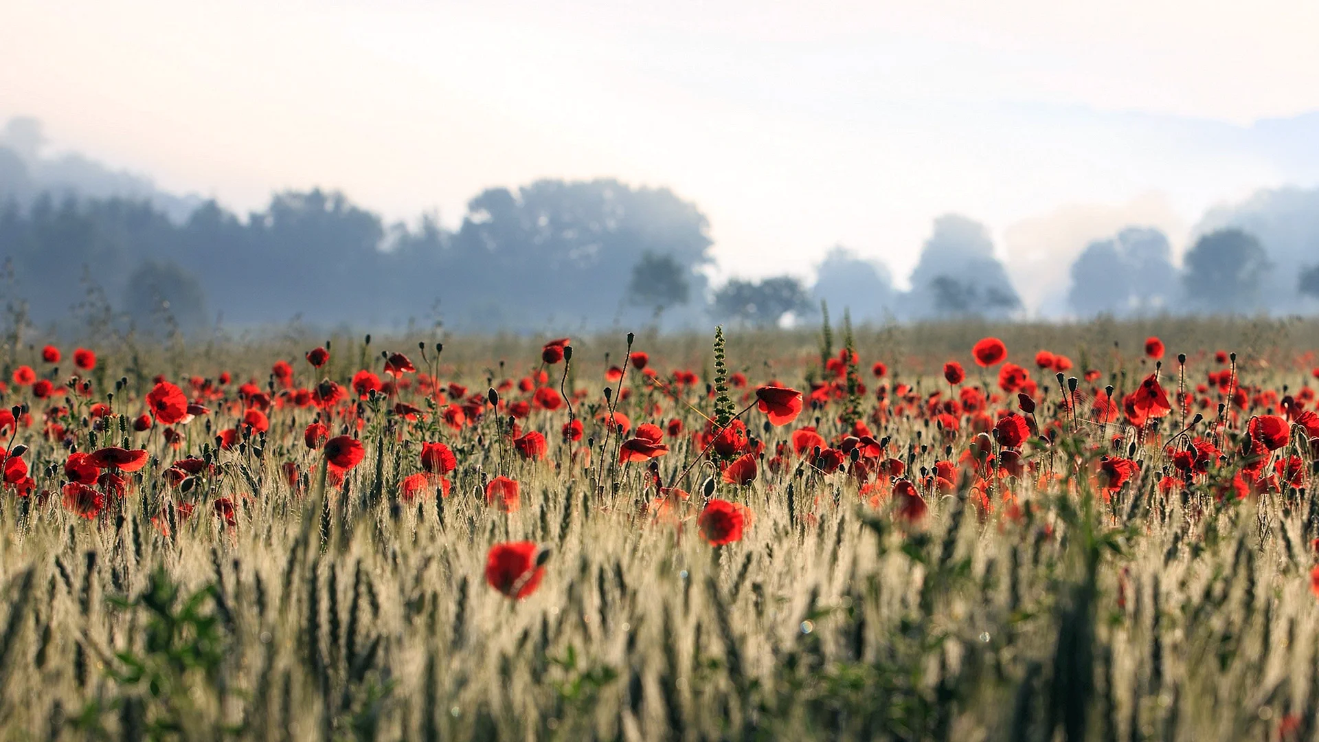 Poppy War Background Wallpaper