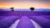 Provence Lavender Wallpaper