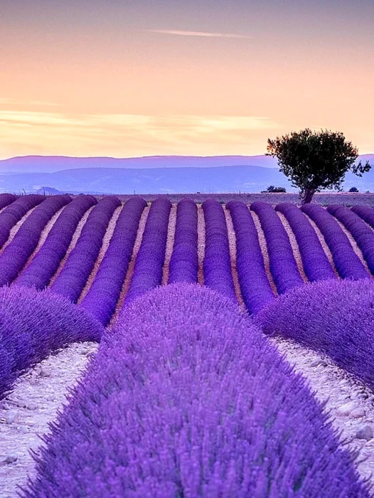Provence Lavender Wallpaper