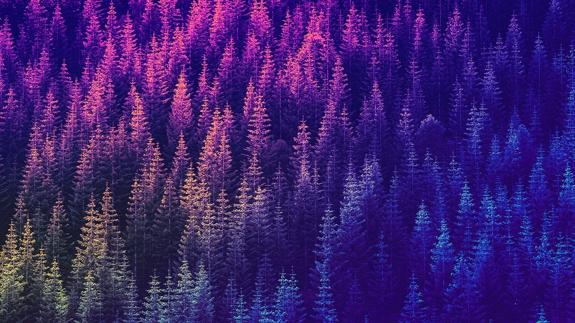 Psychedelic Forest Wallpaper