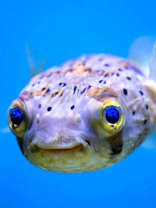 Puffer Fish Wallpaper