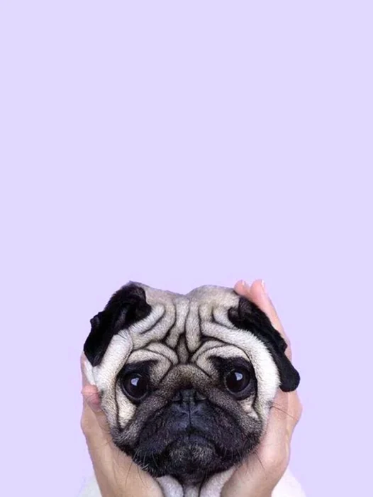 Pug Dog Wallpaper For iPhone