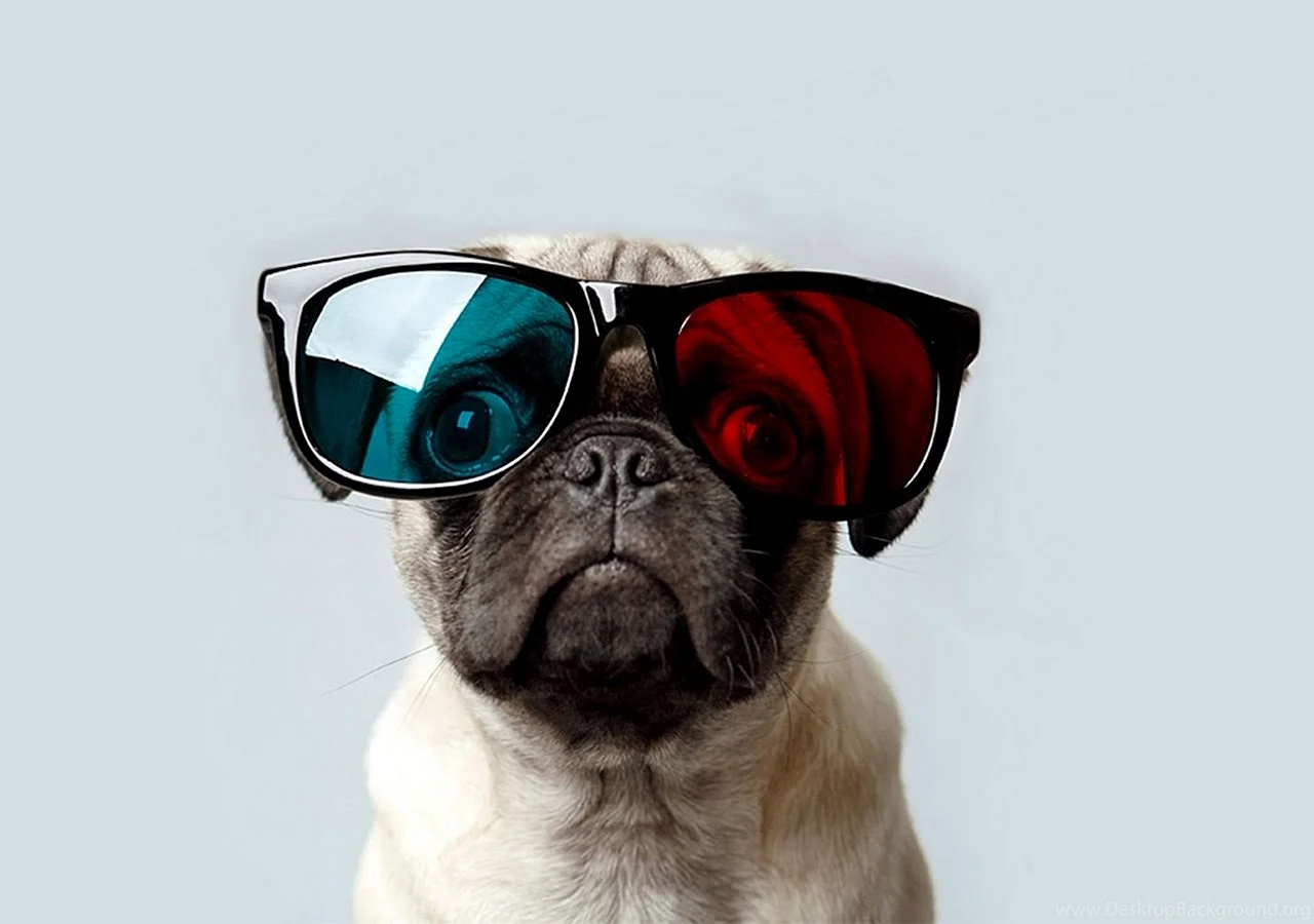 Pug Sunglasses Wallpaper