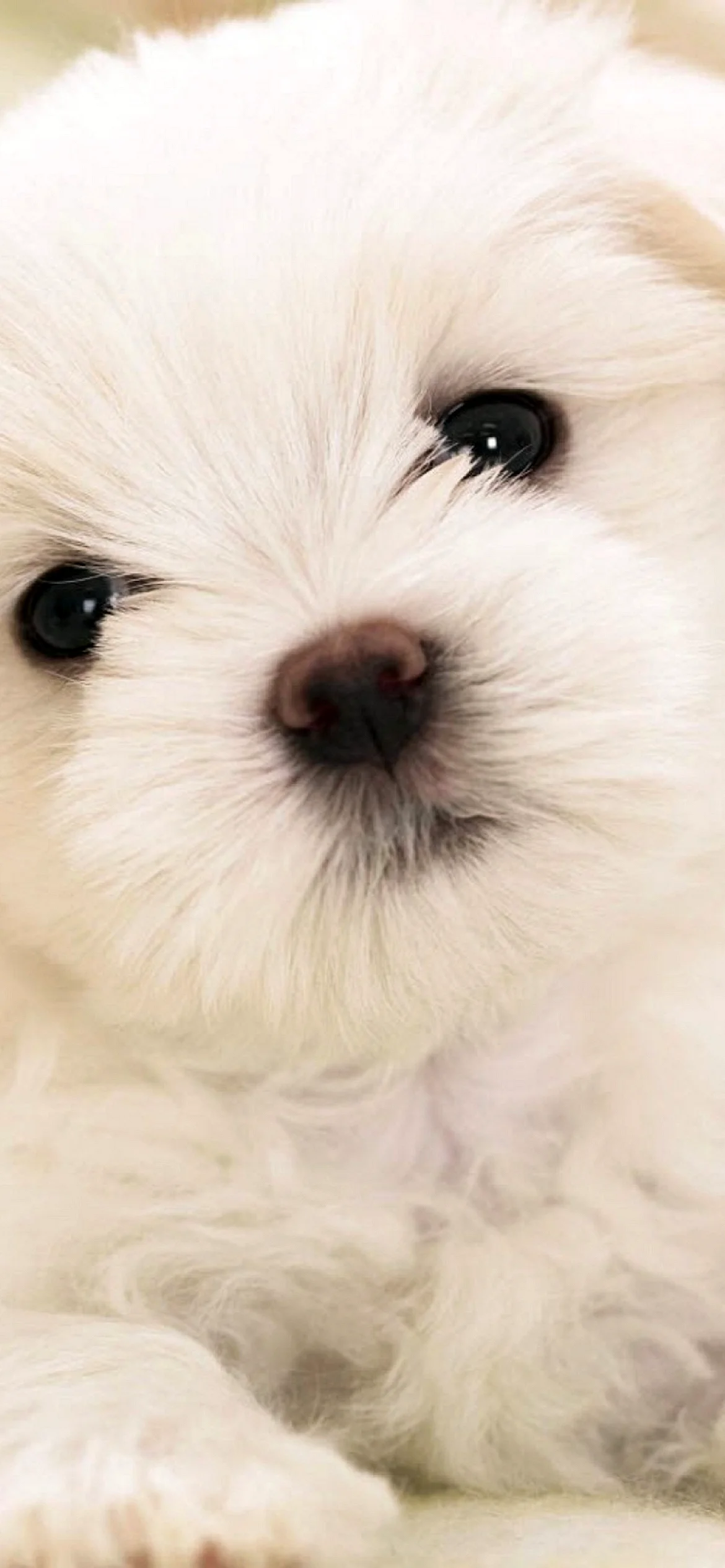 Puppy Wallpaper for iPhone 14
