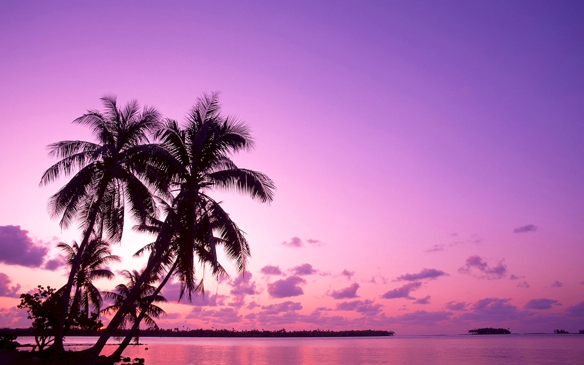 Purple Beach Wallpaper