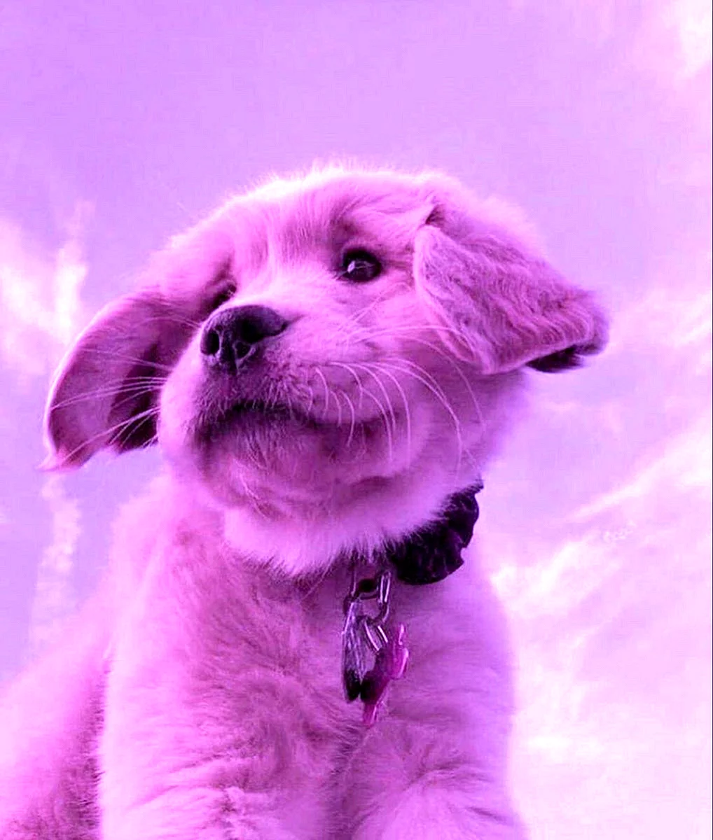 Purple Dog Wallpaper
