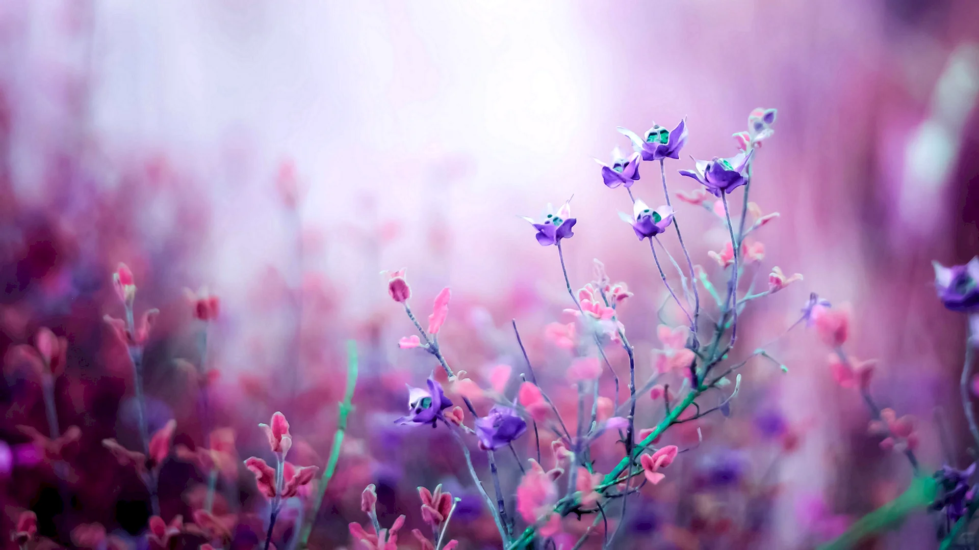 Purple Flower Wallpaper