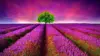 Purple Flower Field Wallpaper
