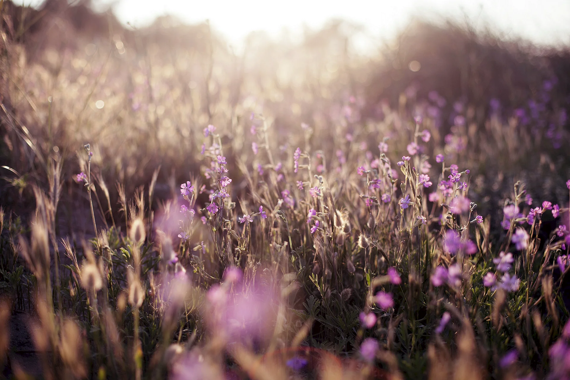 Purple Flower Field Wallpaper