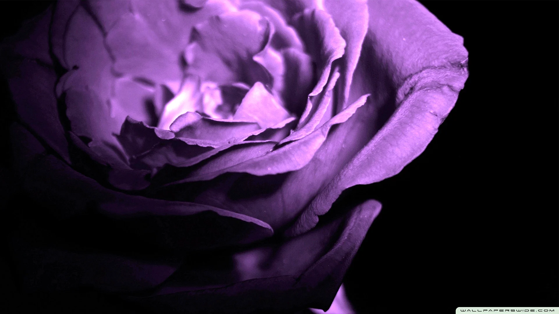 Purple Fluorescent Rose Wallpaper