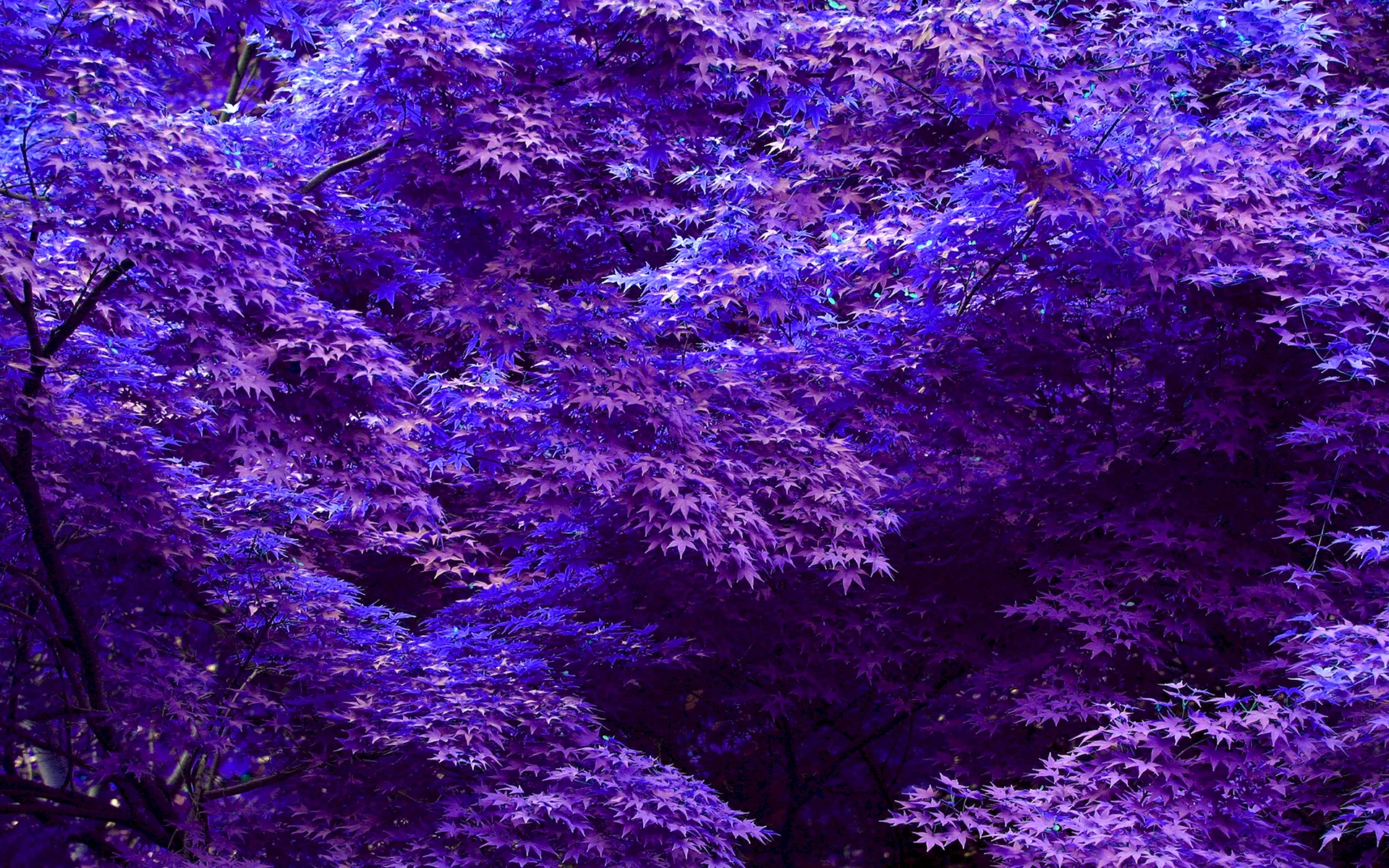 Purple Fon Wallpaper