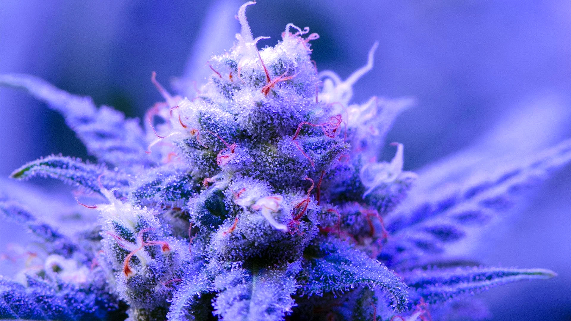 Purple Haze Marijuana Wallpaper