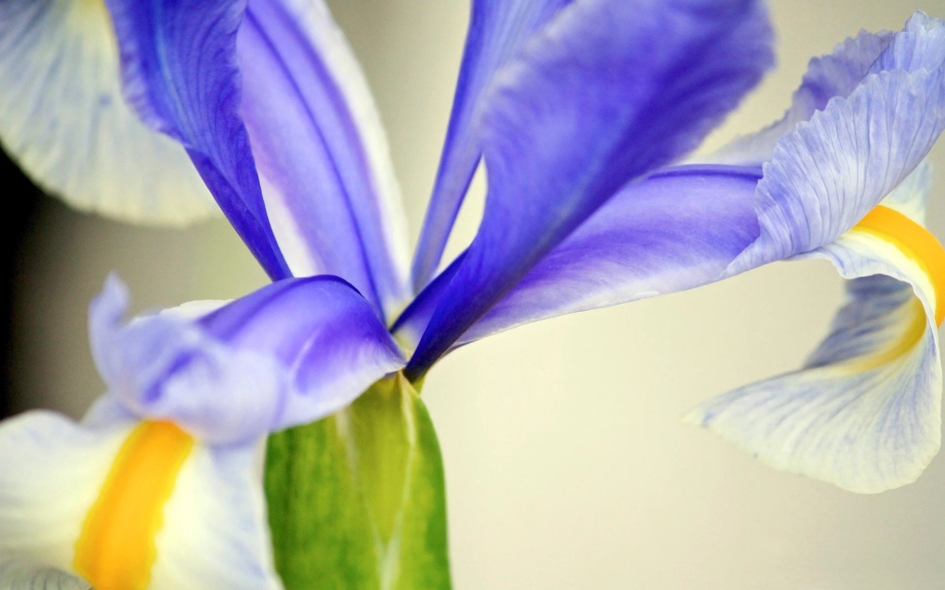 Purple Iris Flower Wallpaper