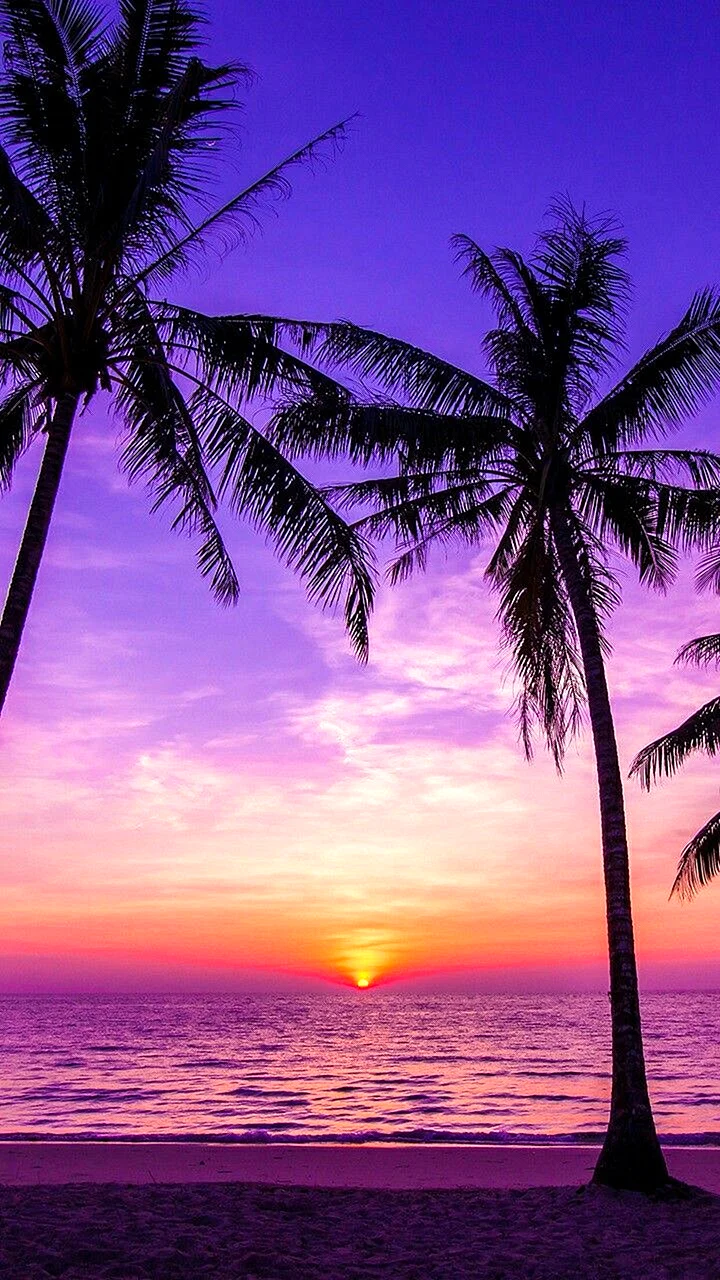 Purple Palm Tree Wallpaper For iPhone