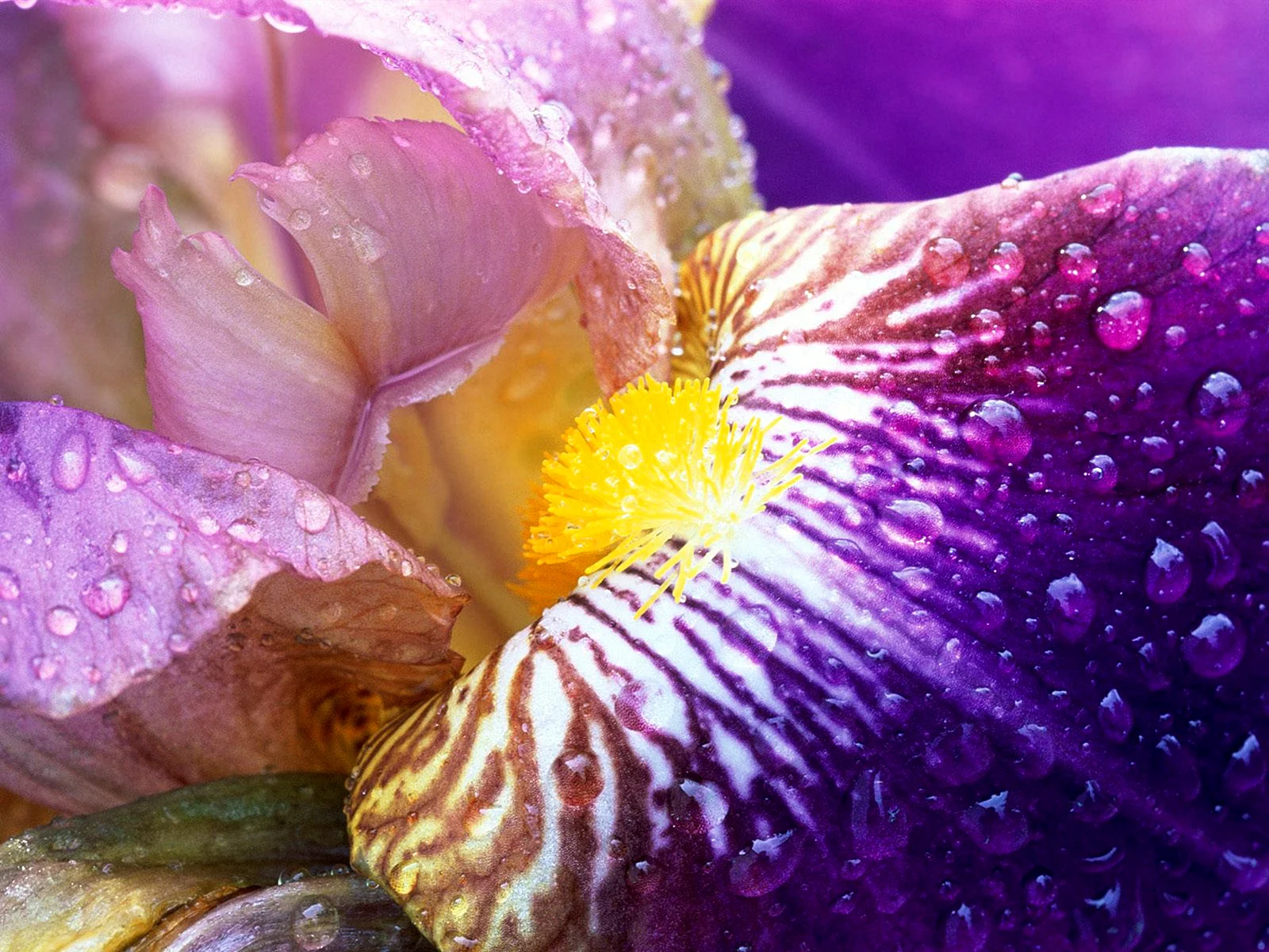 Purple Petal Colorful Flowers Wallpaper