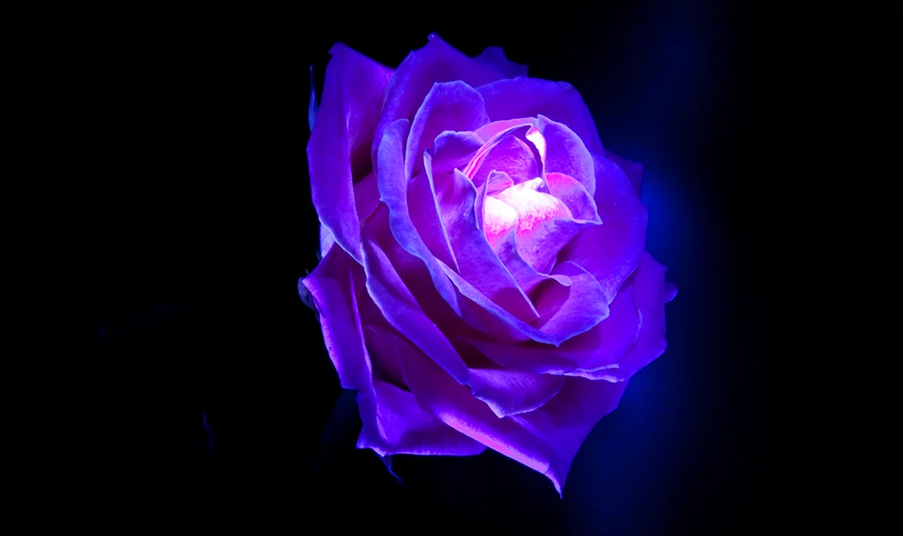 Purple Rose Wallpaper