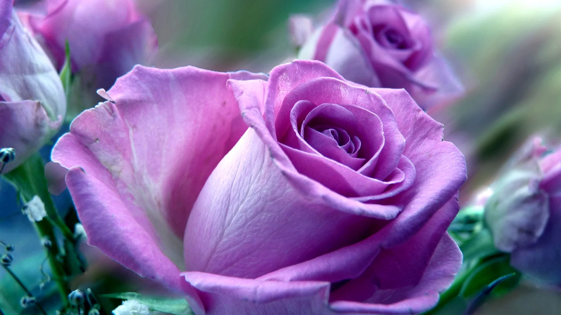 Purple Rose Flower Wallpaper