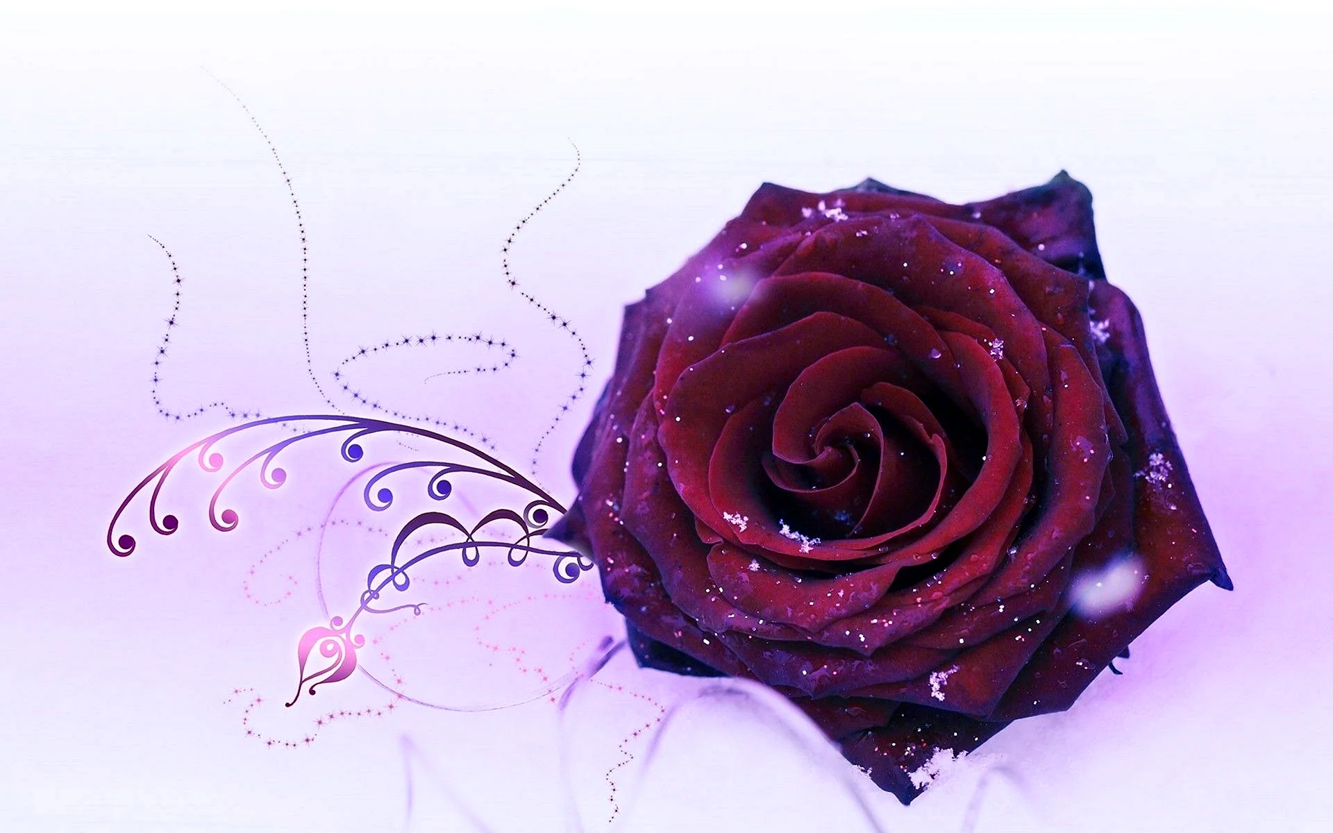 Purple Rose Flower Wallpaper