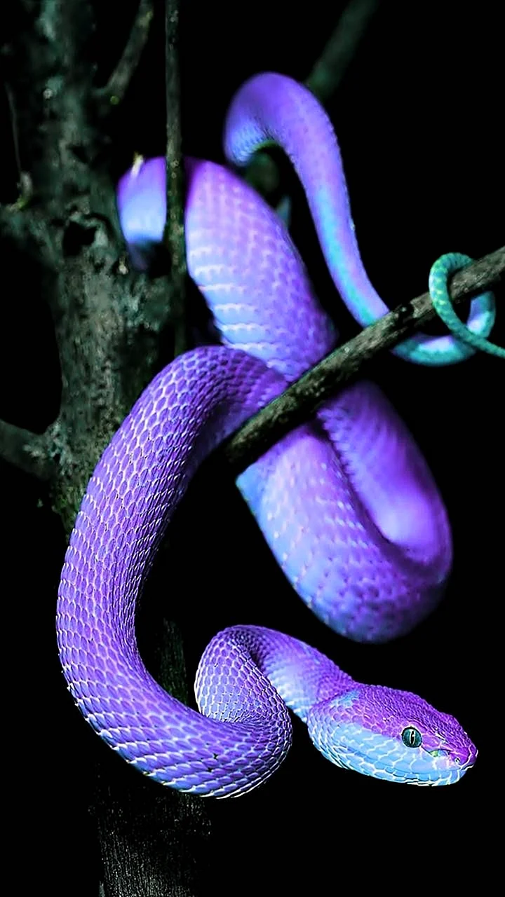 Purple Snake Wallpaper For iPhone