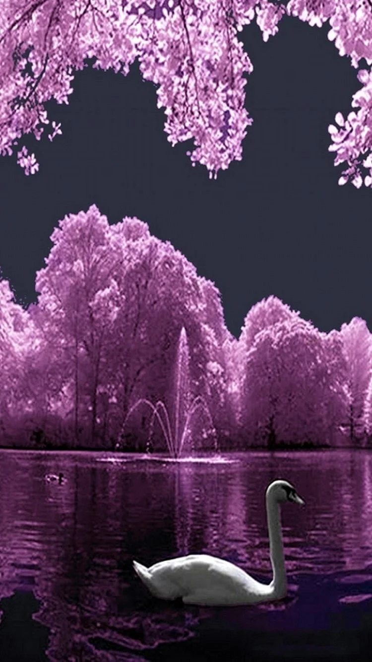 Purple Swan Wallpaper