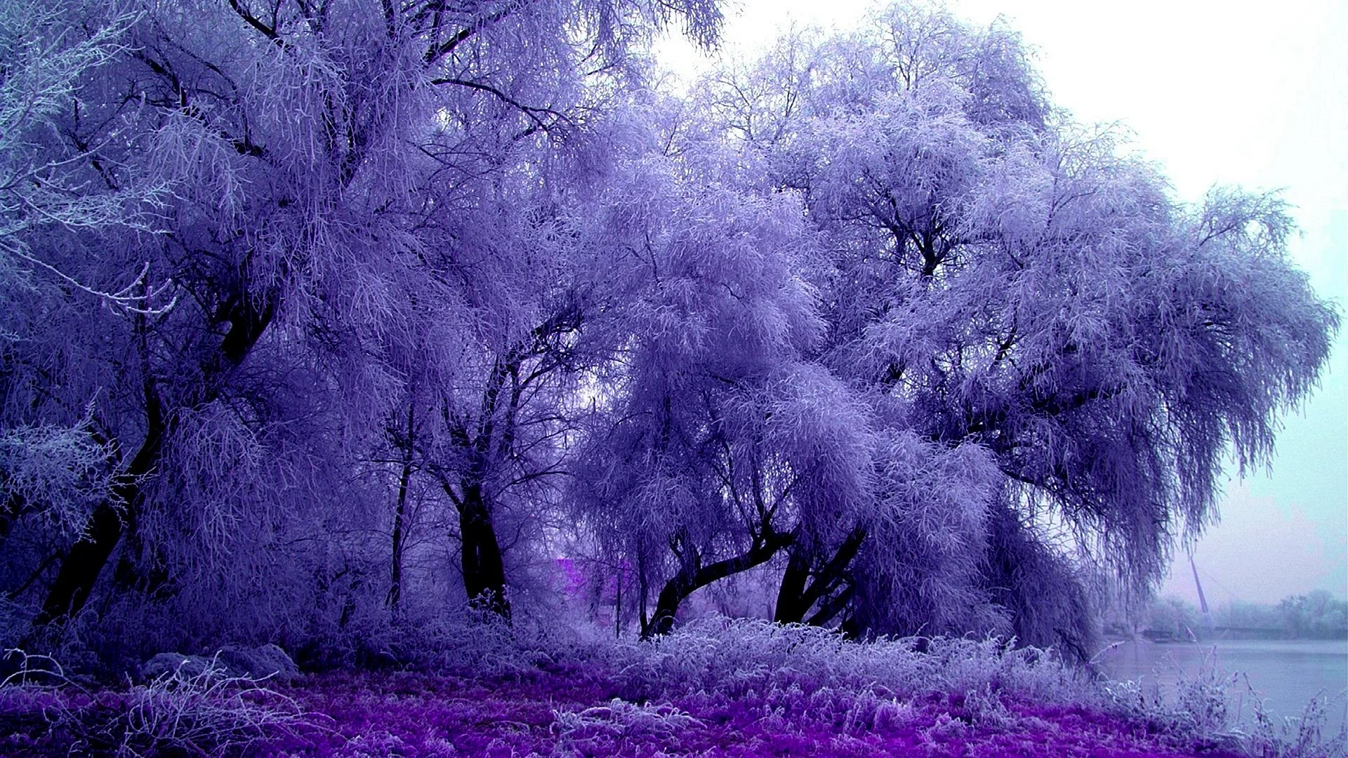 Purple Tree Wallpaper