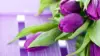 Purple Tulip Wallpaper