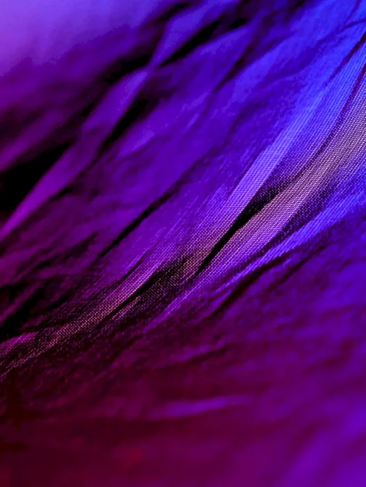 Purple Violet Wallpaper