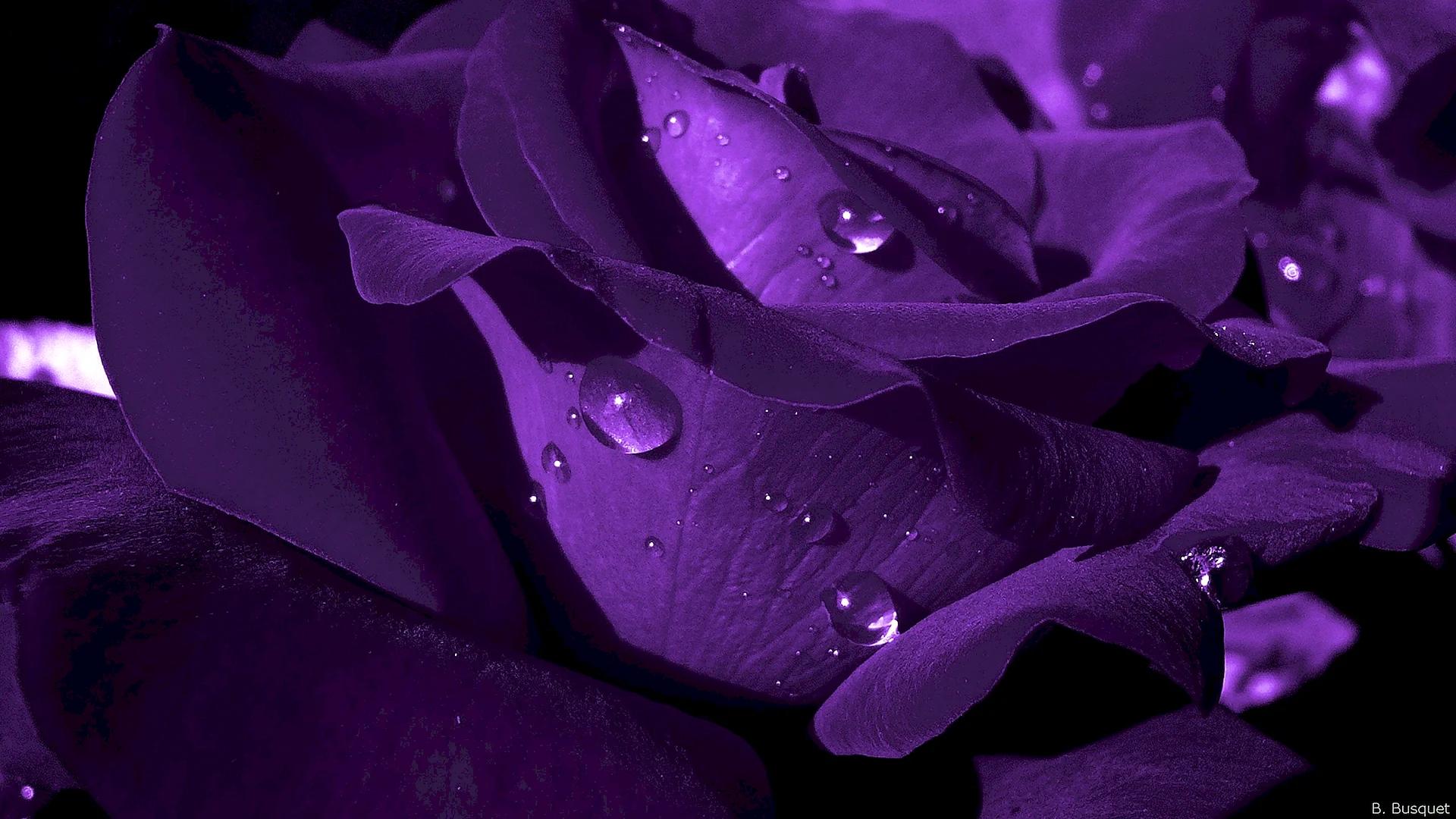 Purple Violet Wallpaper