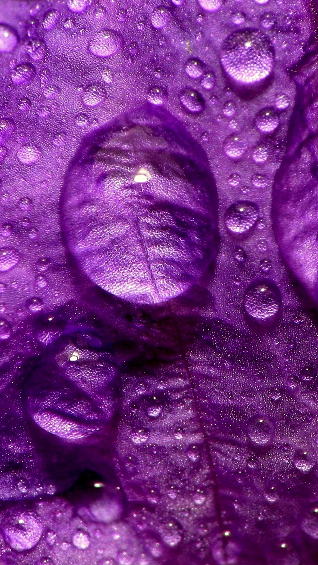 Purple Wallpaper For iPhone