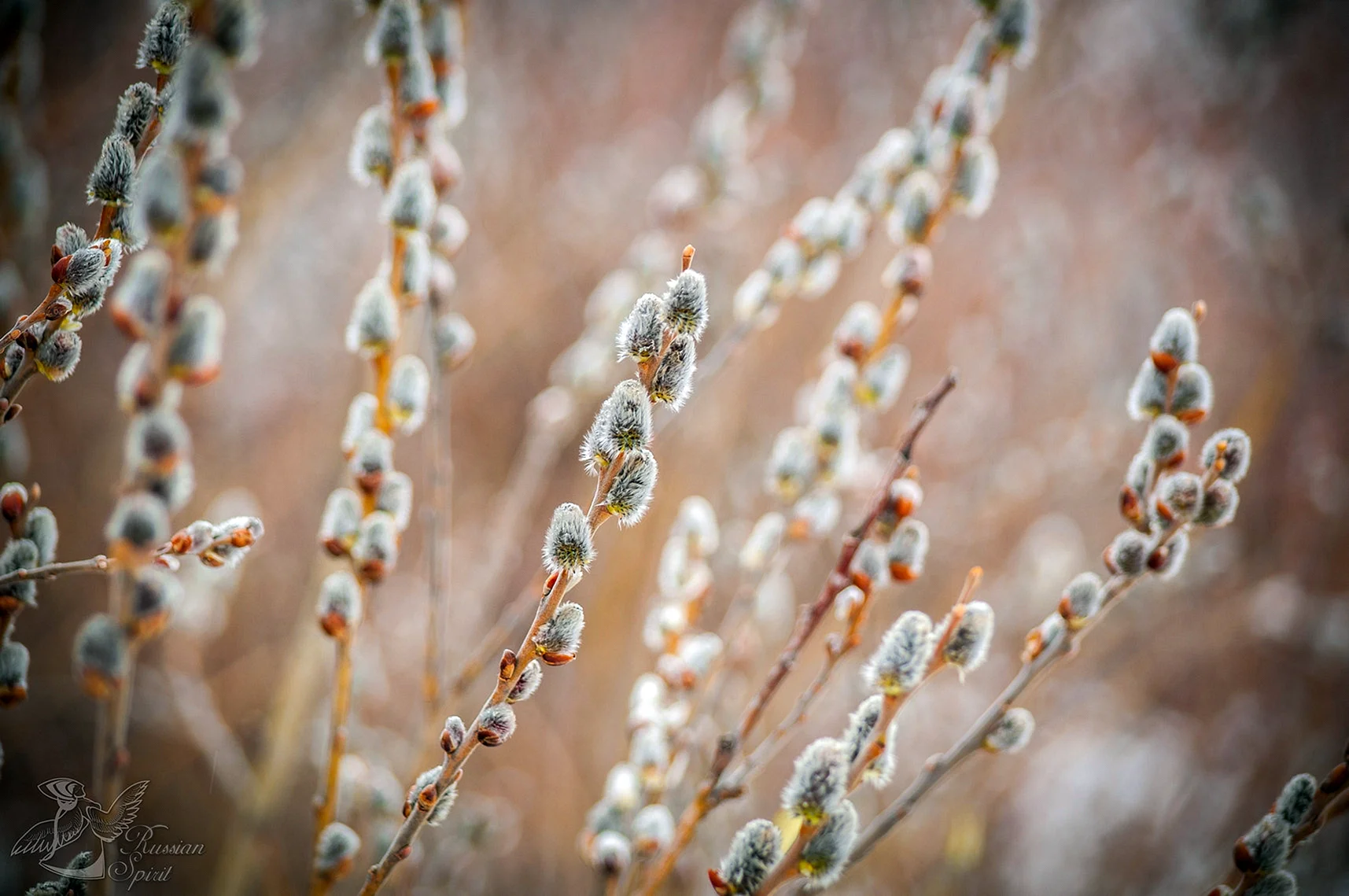 Pussywillow Wallpapers - WallpapersHigh