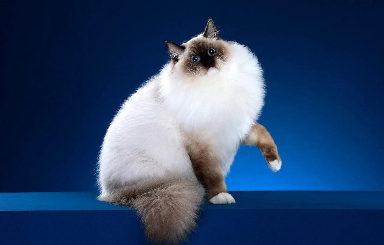 Ragdoll Cat Wallpaper