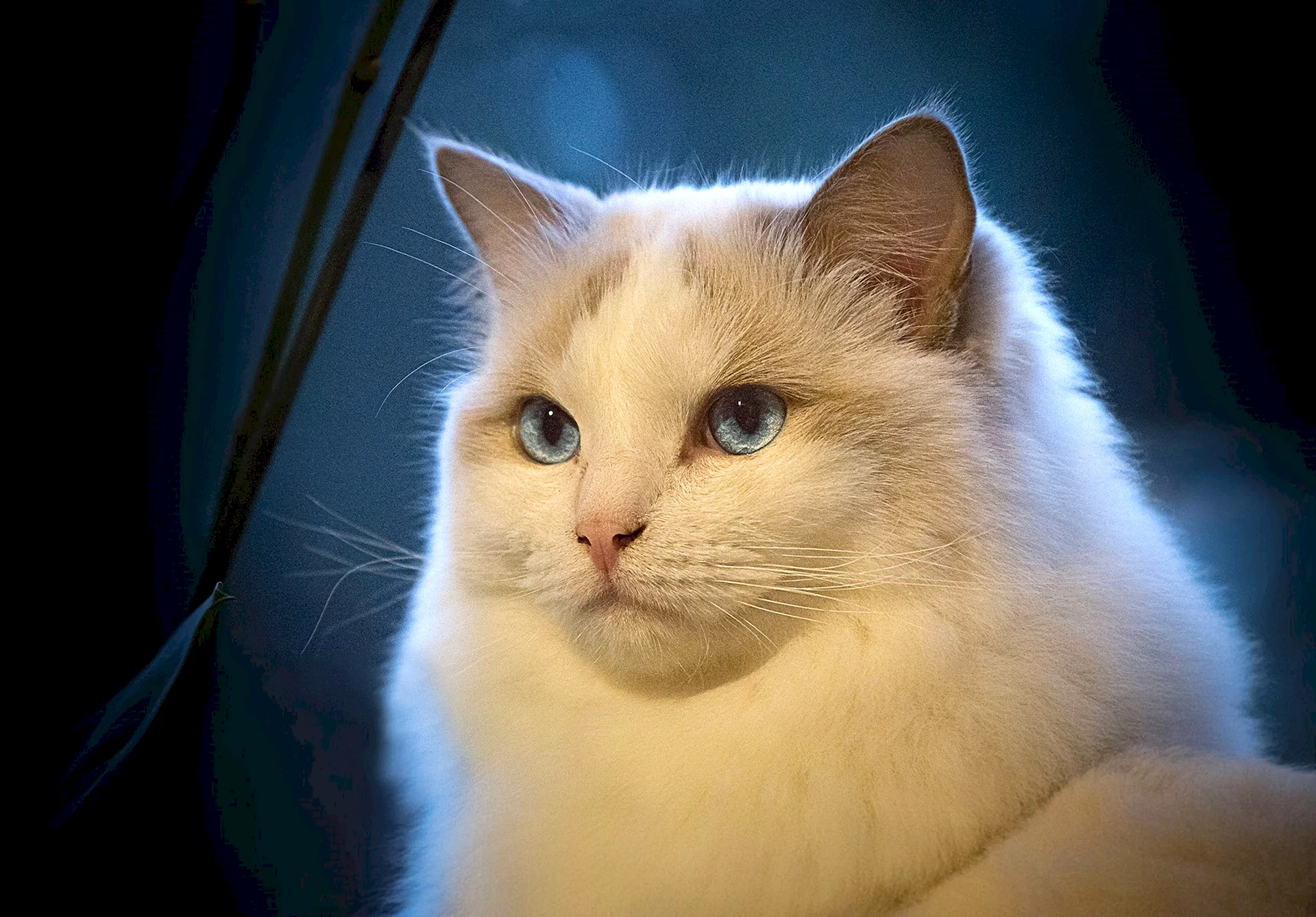 Ragdoll Cat Wallpaper